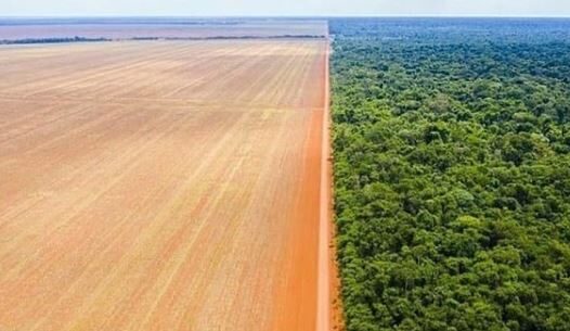 Desmatamento da Amazônia sobe 9,5% e atinge 11 mil km²