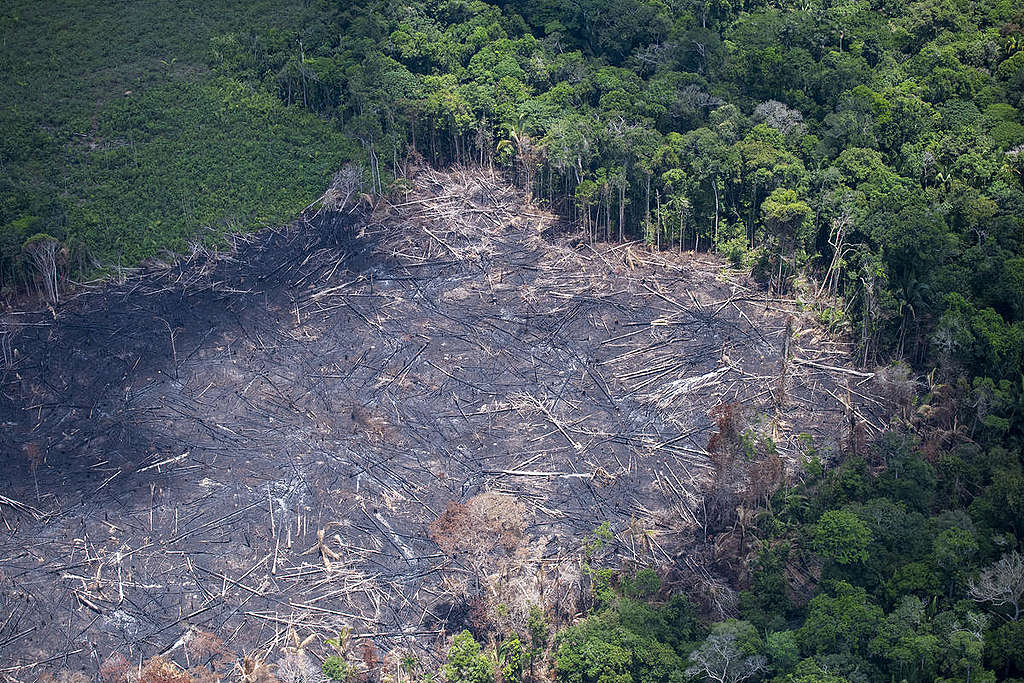 Desmatamento na Amazônia atinge pior índice da série histórica em abril de 2021