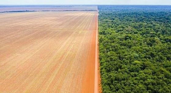 Desmatamento da Amazônia sobe 9,5% e atinge 11 mil km²