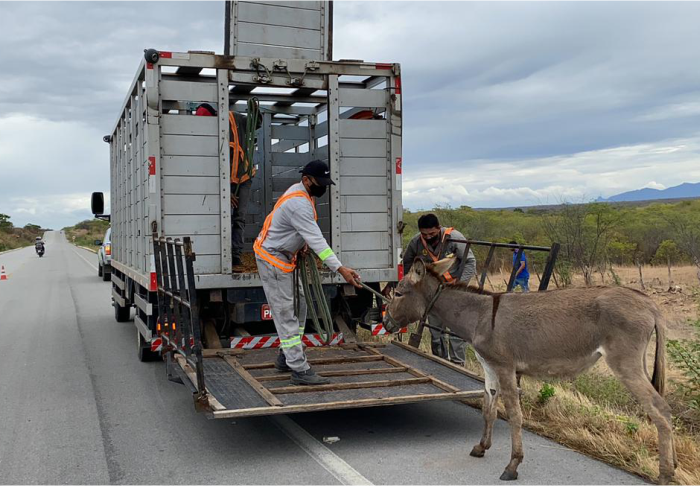 Detran-CE recolhe 923 animais em rodovias estaduais, de setembro a novembro