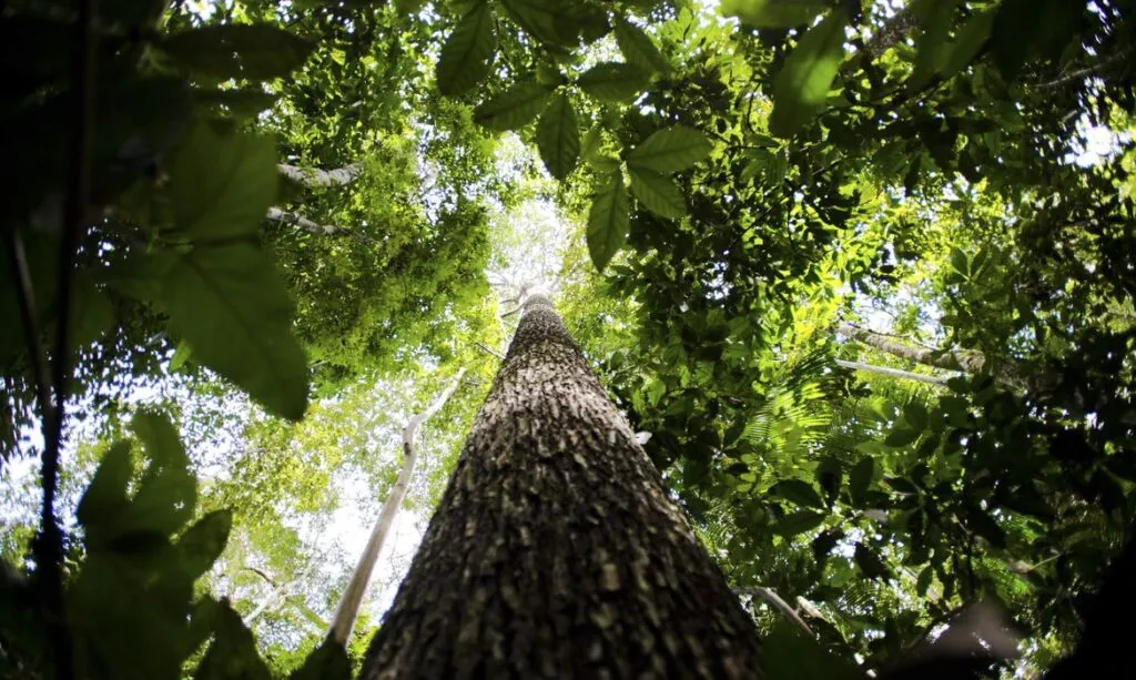 Amcham reúne R$ 38,8 bi em projetos sustentáveis no Brasil