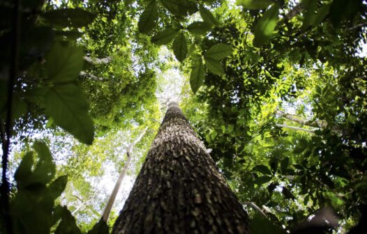 Dia Mundial do Meio Ambiente reforça conservação das florestas