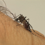 Aedes aegypti: Saiba como diferenciar entre mosquito da dengue e muriçoca