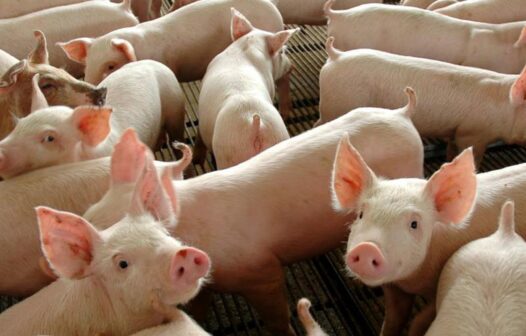 Peste suína: 120 animais serão abatidos em Marco, cidade do interior cearense