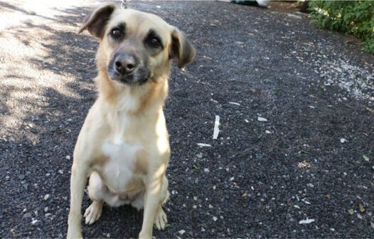 Fortaleza sediará evento de adoção de animais no final de semana