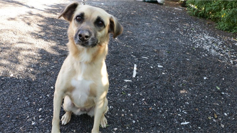 Fortaleza sediará evento de adoção de animais no final de semana