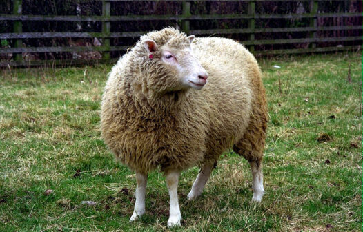 Divulgação de clonagem da ovelha Dolly completa 25 anos hoje (22); saiba mais sobre o fato que revolucionou a ciência