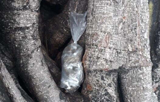 Maconha é encontrada em árvore na Praça da Gentilândia, em Fortaleza