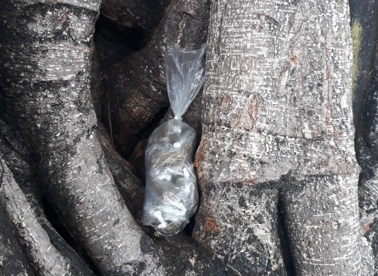 Maconha é encontrada em árvore na Praça da Gentilândia, em Fortaleza