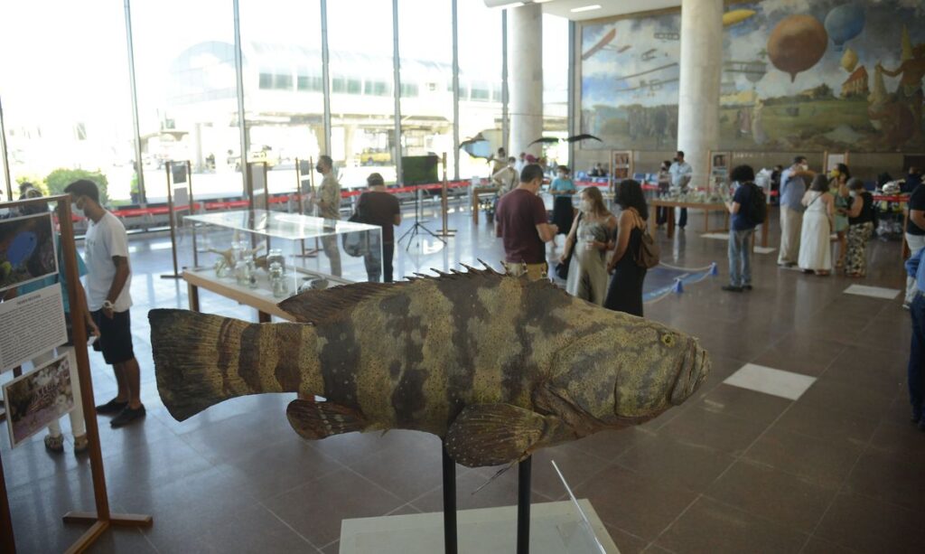 Aeroporto Santos Dumont, no Rio, recebe exposição do Museu Nacional