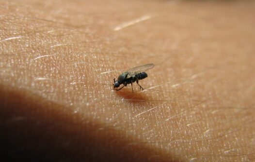 Virose da mosca: saiba mais sobre a doença típica do período chuvoso no Ceará
