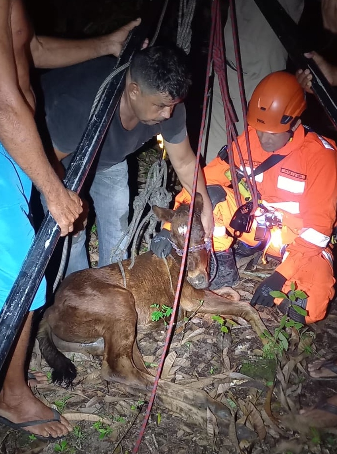 Em Horizonte, filhote de égua que caiu em cacimba é resgatado