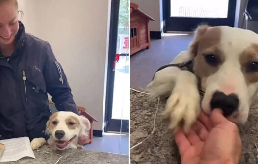 Emocionante: cadela abandonada comemora ao saber que será adotada; veja vídeo