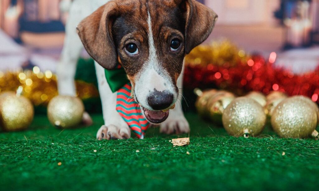 Animais de estimação viram modelos fotográficos para estimular adoção