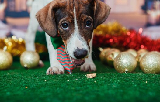 Animais de estimação viram modelos fotográficos para estimular adoção