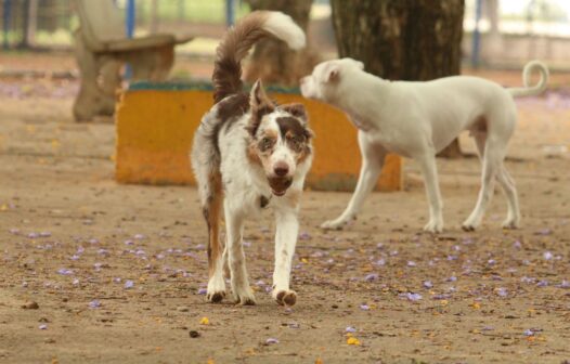 Experiência de vida muda comunicação entre cães e humanos, diz estudo