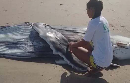 Filhote de baleia Jubarte encalha em praia de Morro dos Patos em Itarema