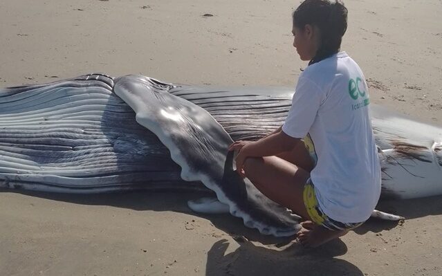 Filhote de baleia Jubarte encalha em praia de Morro dos Patos em Itarema