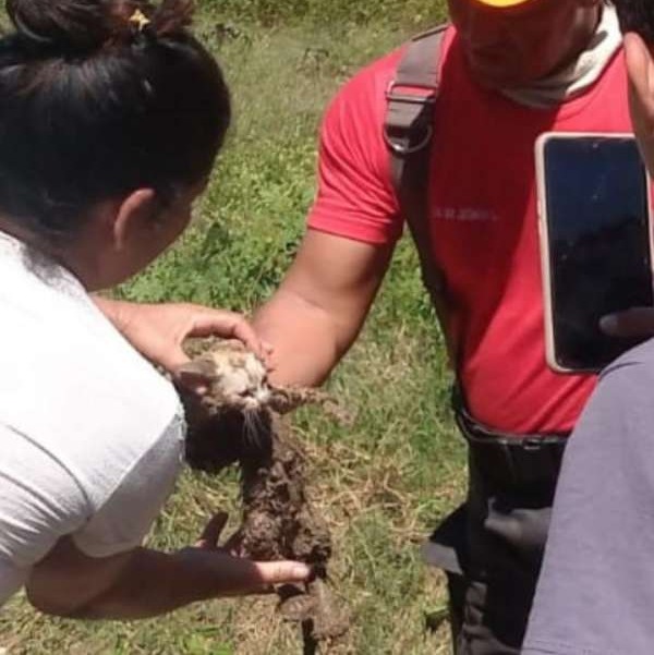 Gato é resgatado em cano de esgoto em Quixeramobim