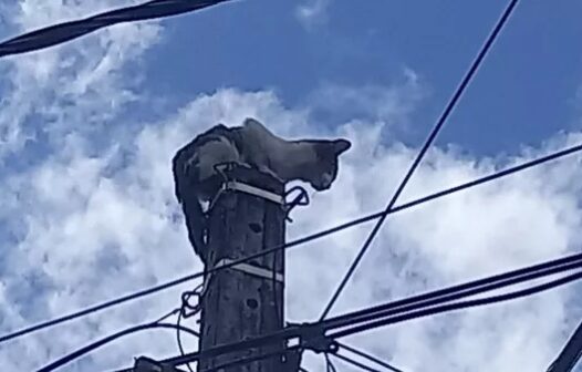 Gato é resgatado por bombeiros de poste de telefonia em Fortaleza