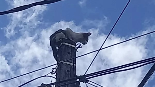 Gato é resgatado por bombeiros de poste de telefonia em Fortaleza