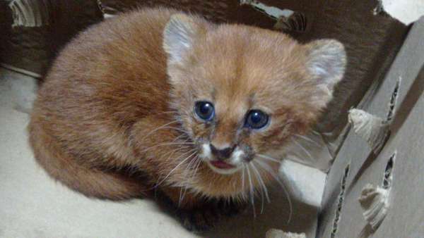 Filhote de jaguarundi é resgatado no interior do Ceará