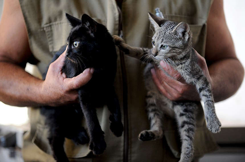 Doença infecciosa transmitida por gatos é confirmada em Manaus