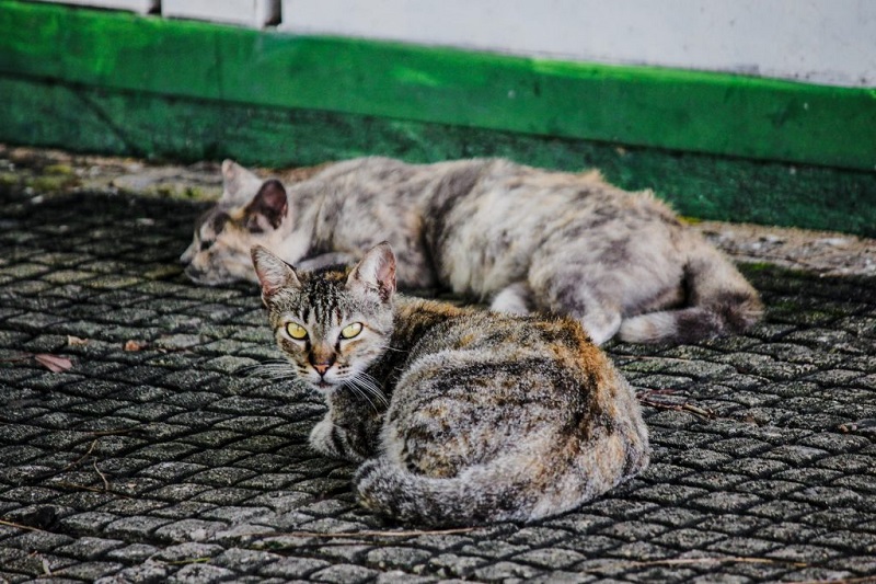 Conselho Regional de Medicina Veterinária do Ceará promove campanha contra a crueldade e maus-tratos a animais