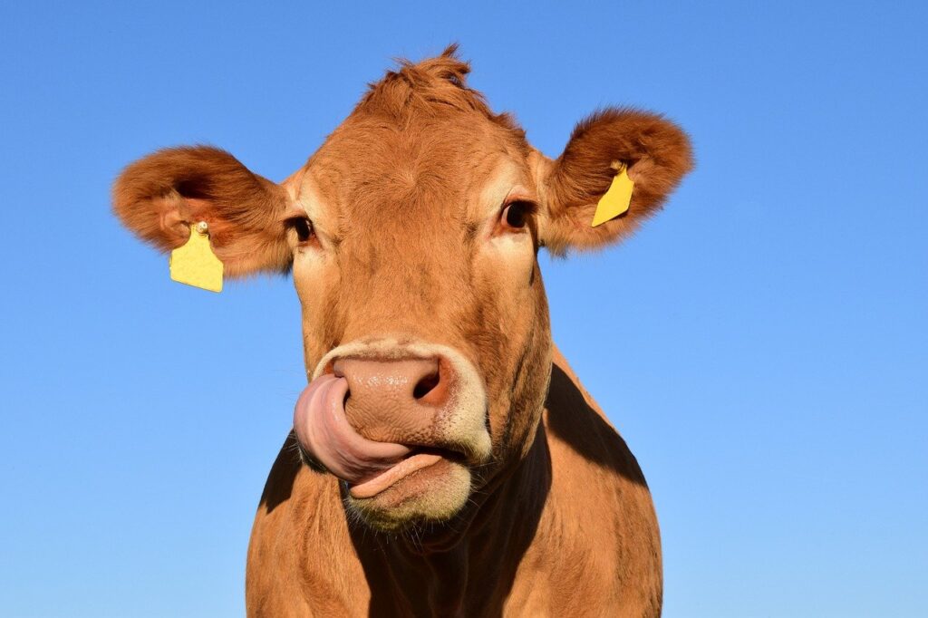 Fiocruz diz que casos inicialmente suspeitos de doença da vaca louca no Rio não têm relação com consumo de carne