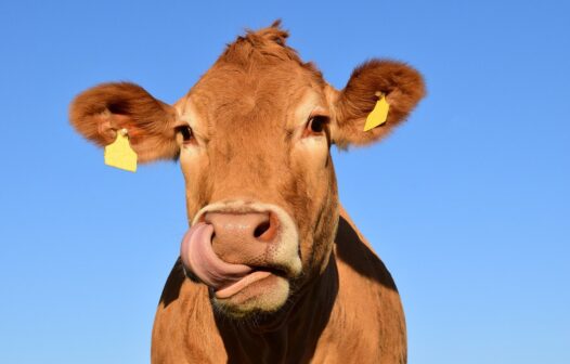 Governo confirma dois casos de vaca louca no Brasil
