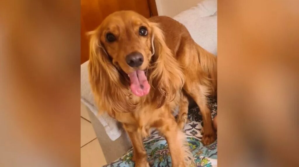 Homem é preso suspeito de matar cachorro da namorada em Goiás