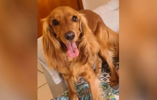 Homem é preso suspeito de matar cachorro da namorada em Goiás