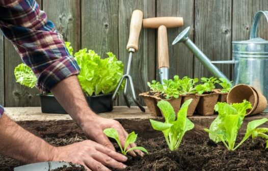 Cultivo de hortas caseiras pode gerar benefícios à saúde