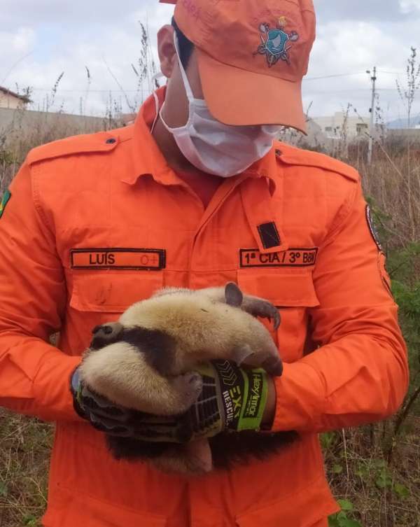 Tamanduá é resgatado pelo Corpo de Bombeiros em Sobral