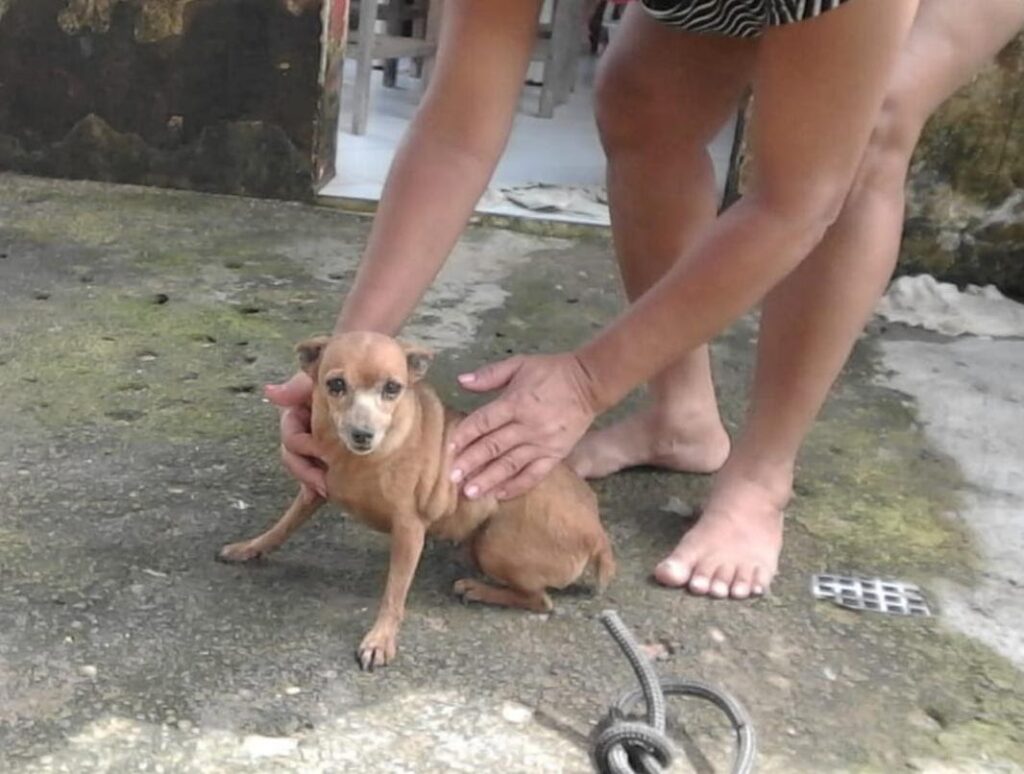 Bombeiros resgatam cadela que caiu em Cacimba em Pindoretama