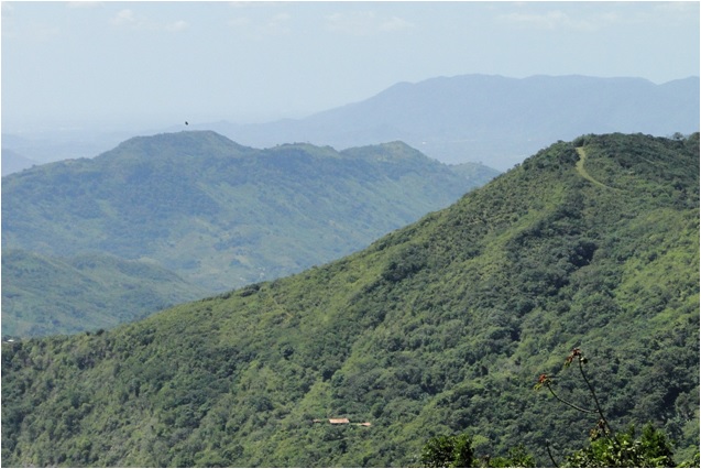 Desmatamento na Mata Atlântica diminui no Ceará, mas cresce 66% em 15 estados