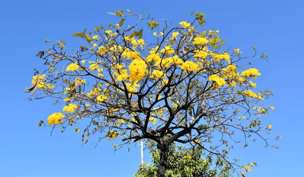 Projeto promove o plantio de árvores na calçadas de Fortaleza; saiba como solicitar