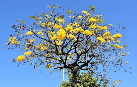 Ipê-amarelo é instituído como Árvore Símbolo de Fortaleza