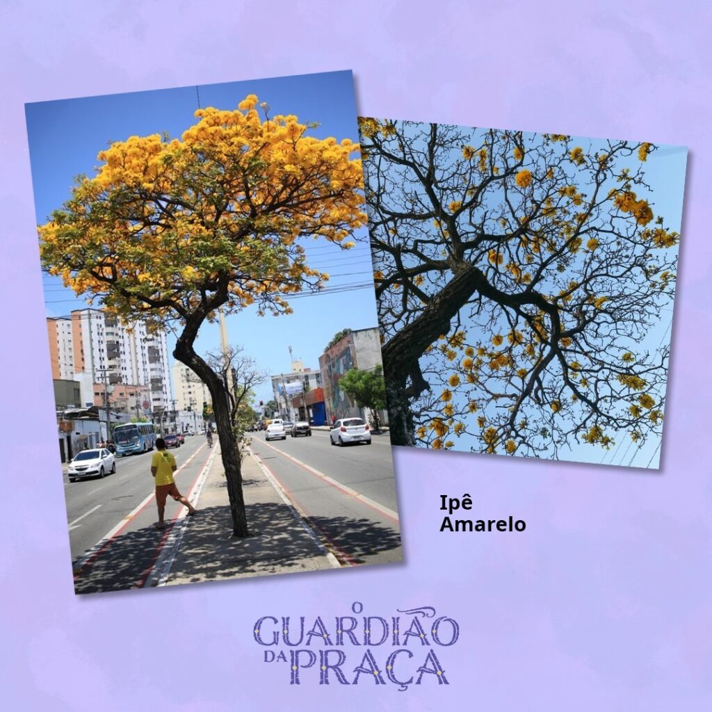 Projeto “O Guardião da Praça” apresenta audiossérie e evento de contação de histórias em Fortaleza