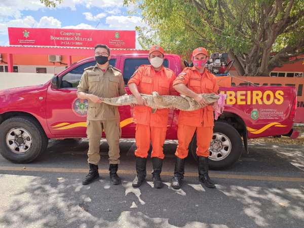 Bombeiros resgatam jacaré em quintal de residência em Independência