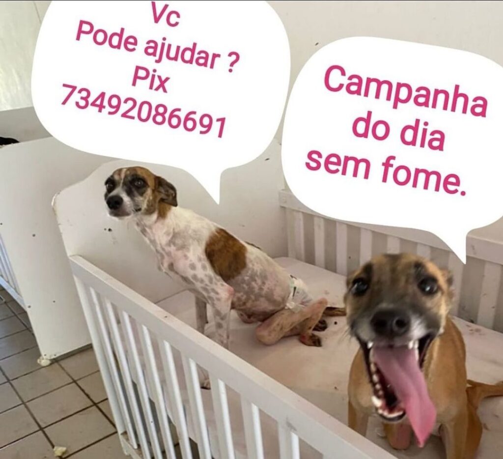 Lar tin tin busca ajuda para seguir com o projeto, que acolhe atualmente 400 animais