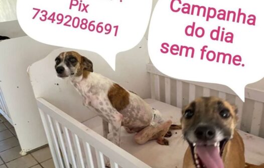 Lar tin tin busca ajuda para seguir com o projeto, que acolhe atualmente 400 animais