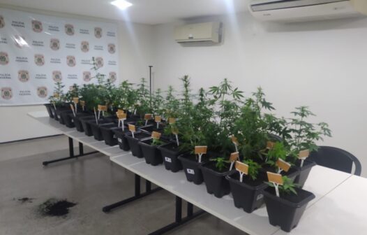 Mulher que enviava sementes de maconha pelos Correios é presa no Ceará