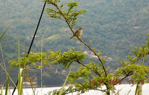 Mais de 25 mil espécies da flora só existem no Brasil, mostra estudo