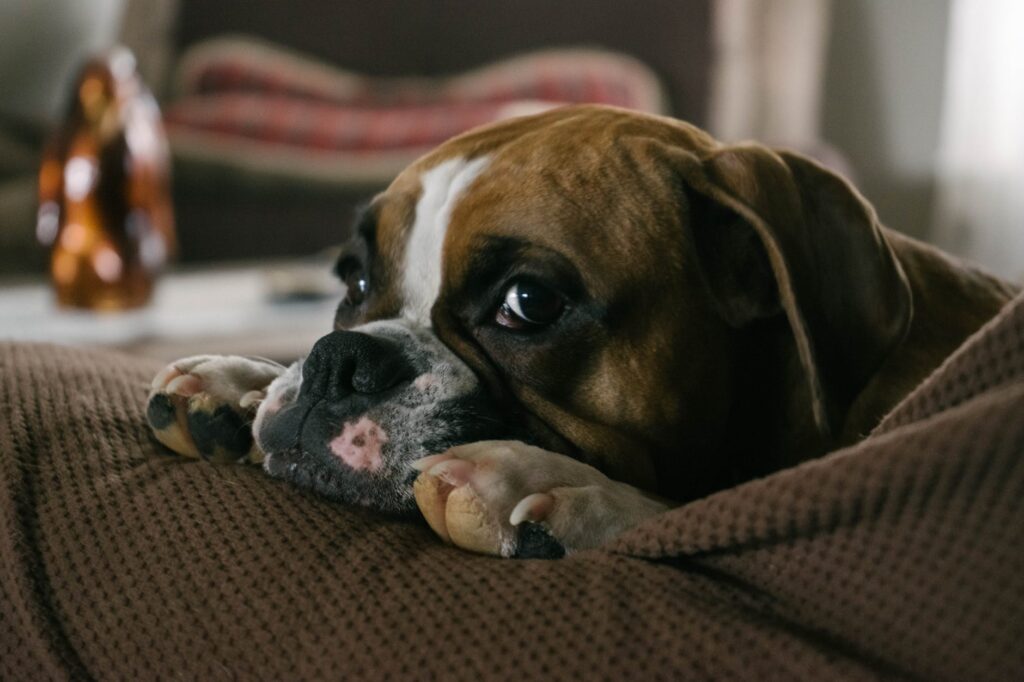 Mais sensíveis, patinhas de cães e gatos exigem cuidados, alertam especialistas