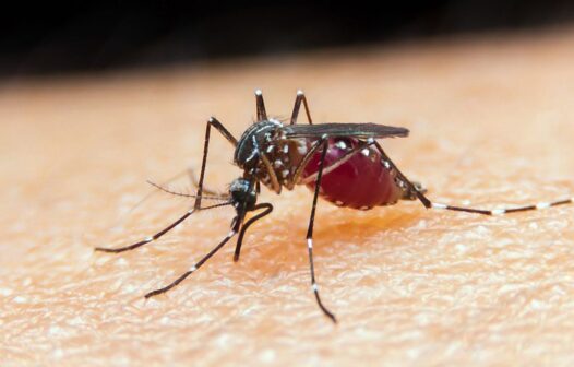 Dia Mundial da Luta contra a Malária: Brasil planeja erradicar a transmissão da doença até 2035