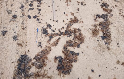 Manchas de óleo: cerca de 36 quilos de piche já foram coletados nas praias de Aracati