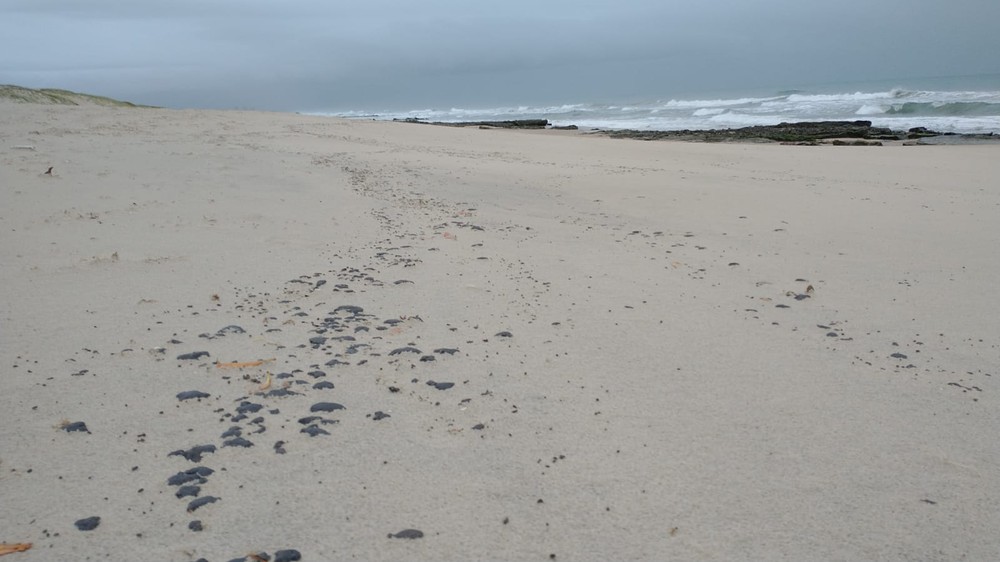 Manchas de óleo aparecem em praias do litoral do Ceará; saiba quais