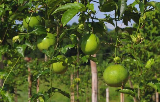 Produção agrícola cearense cresce 28% em 2020, aponta IBGE