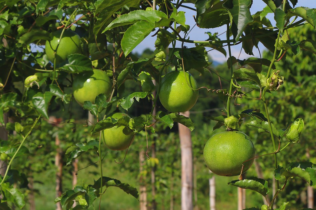 Produção agrícola cearense cresce 28% em 2020, aponta IBGE